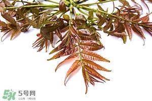 香椿樹的發(fā)芽與種植時(shí)間