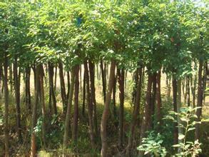紅繼木種植樟芝技術指南