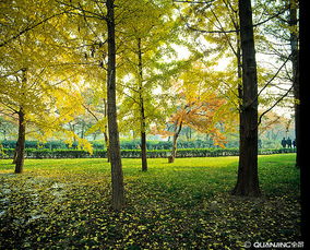 樹木 自然的守護者與生命的象征