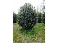 九江市林木種苗中心——樹木產品展示